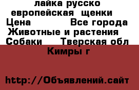 лайка русско-европейская (щенки) › Цена ­ 5 000 - Все города Животные и растения » Собаки   . Тверская обл.,Кимры г.